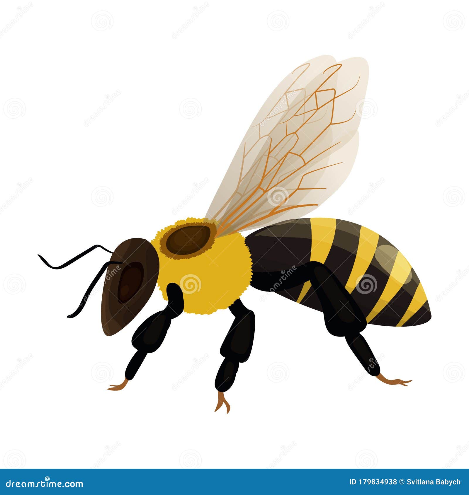 Honey Bee Vector  Vector Icon Isolated on White Background Honey  Bee. Stock Vector - Illustration of insect, painted: 179834938