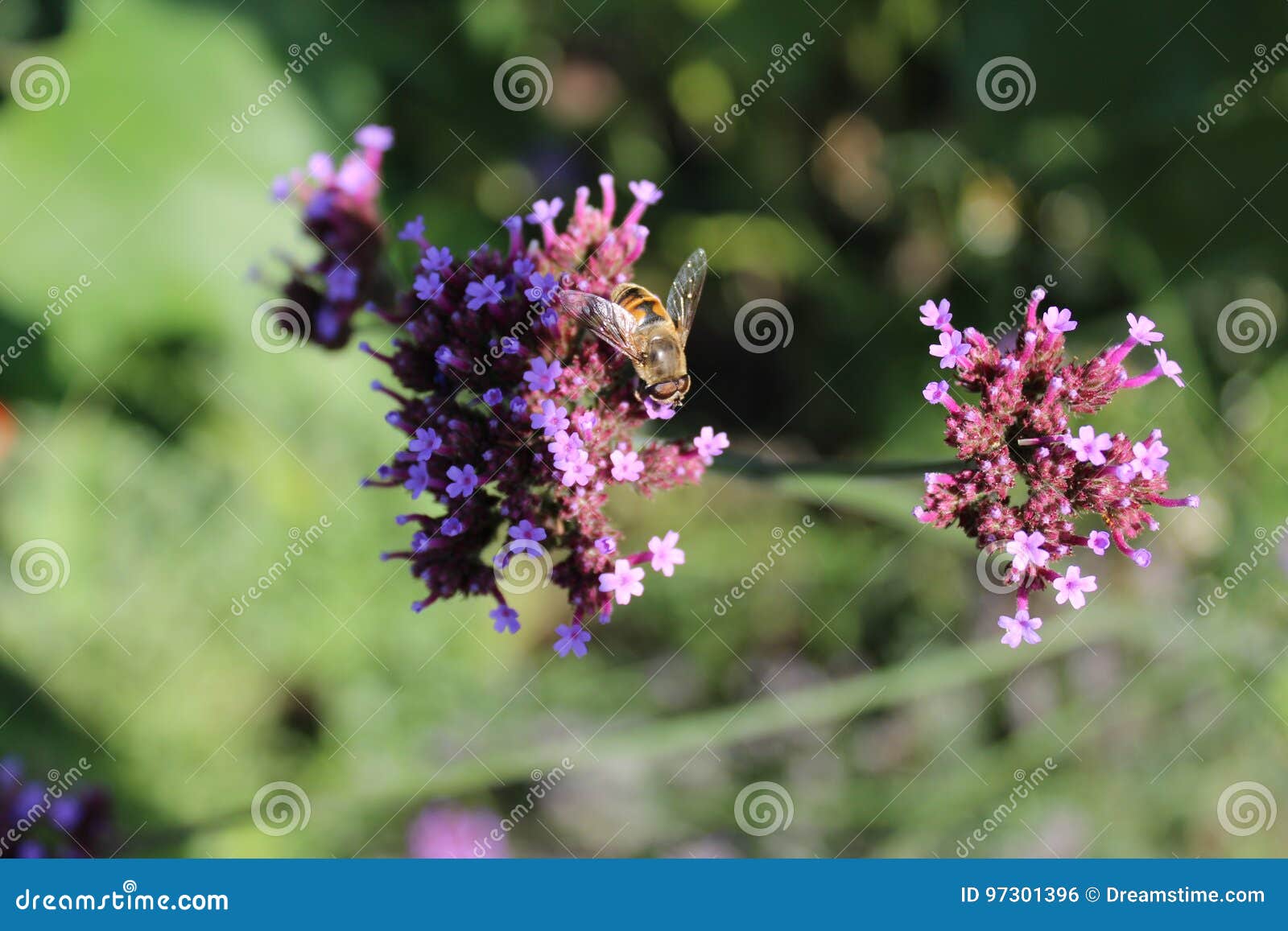 Honey Bee on Verbena Officinalis Stock Photo Image of botany, collecting 97301396