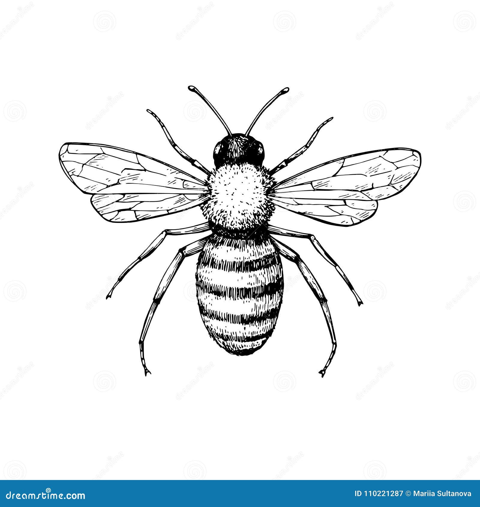 Honey Bee, Drawing by Hayley Nunn | Artmajeur-saigonsouth.com.vn