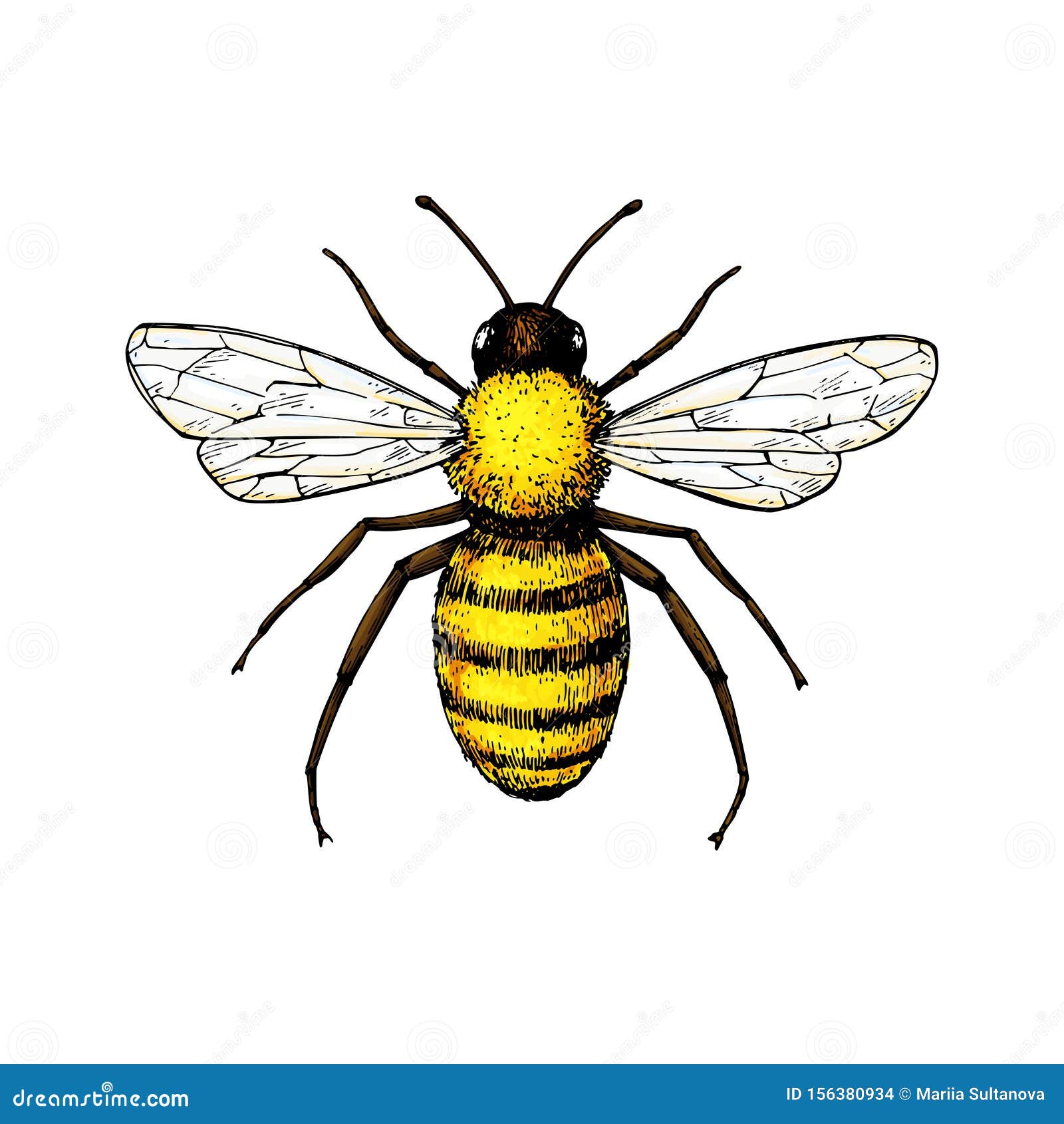 How to Draw a Bee  Simple Realistic Style