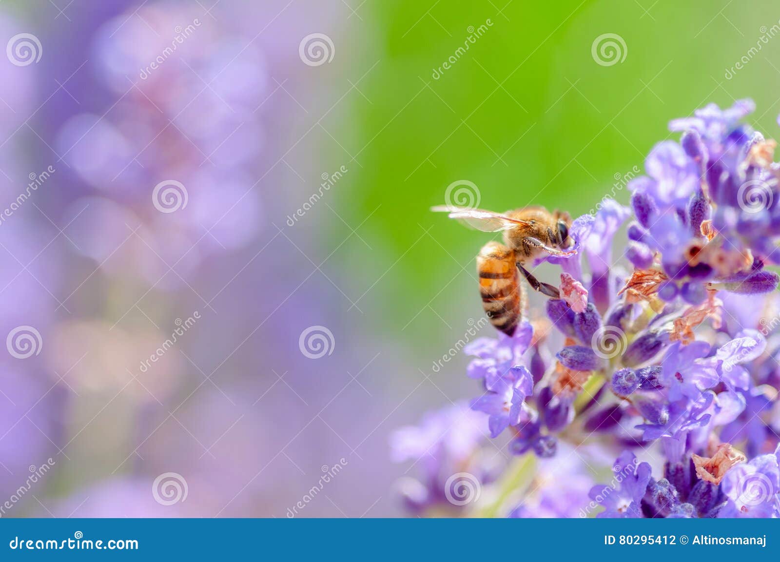 honey bee visiting the lavender flowers and collecting pollen close up pollination