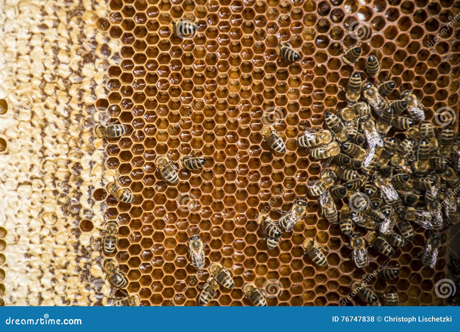 Honey Bee Wax Frame with Bees on it Stock Photo Image of closeup