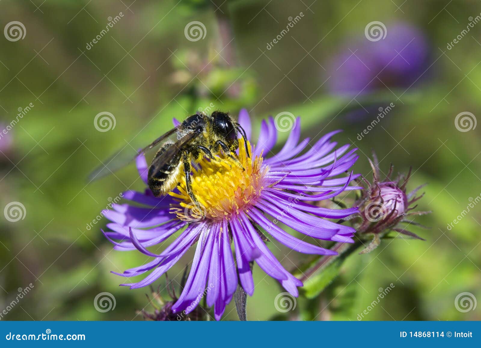 Honey Bee on Wild Aster stock photo. Image of wild, nature 14868114