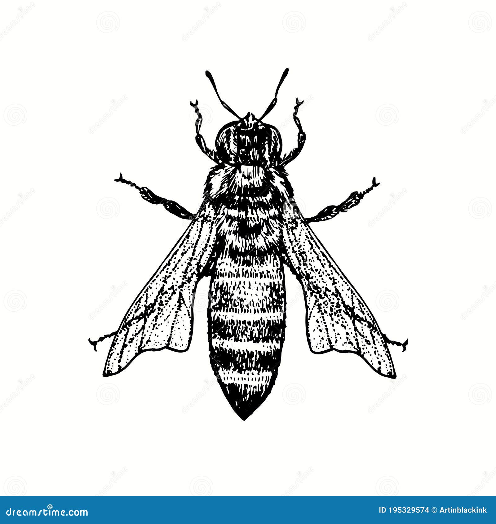 Aggregate more than 126 honey bee pencil drawing