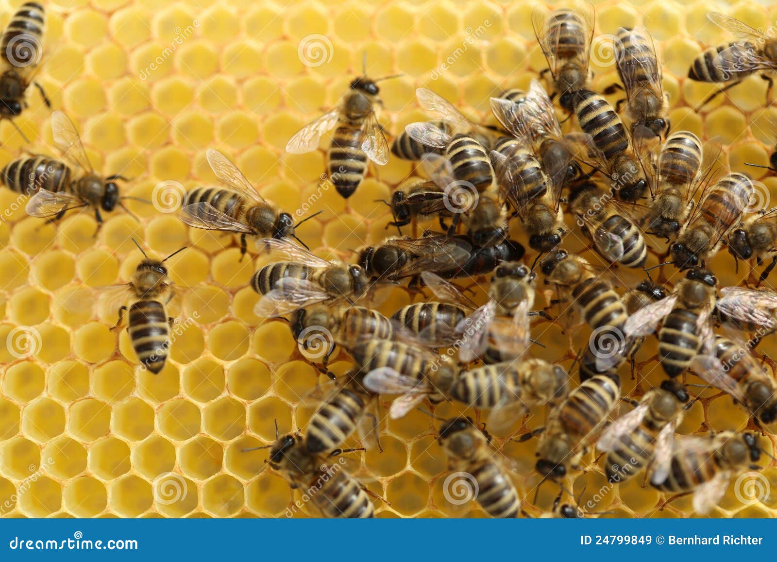 Honey Bees On A Inside Beehive. Hexagonal Wax Structure With