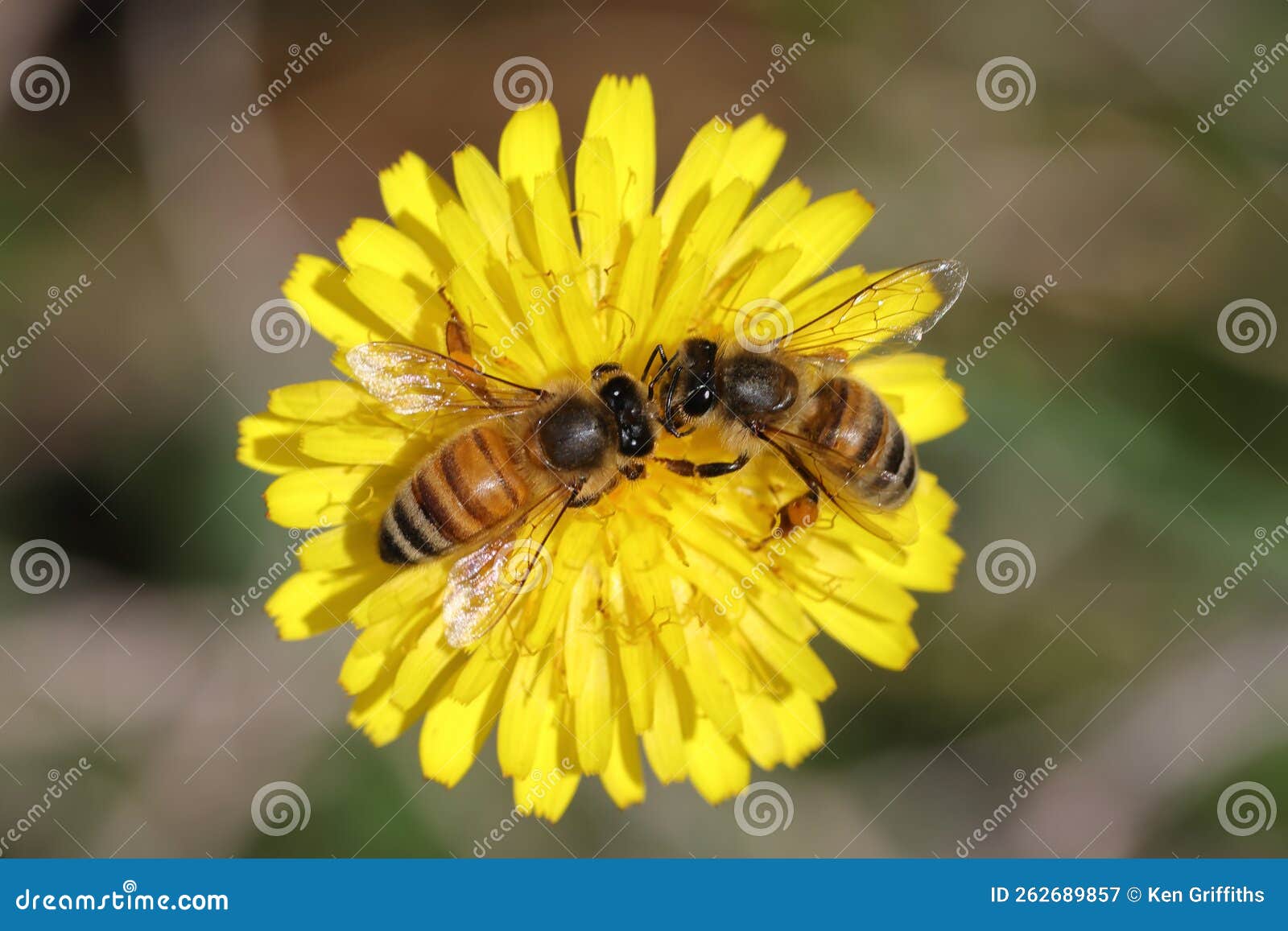 Honey! Honey!!Honey!!! TOSYN TOWN FARM. *What You ... - Facebook