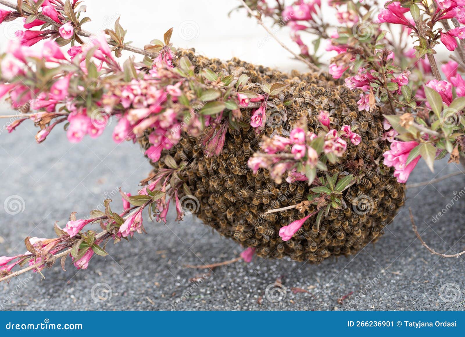 Honey bees stock image. Image of head, flora, closeup 266236901