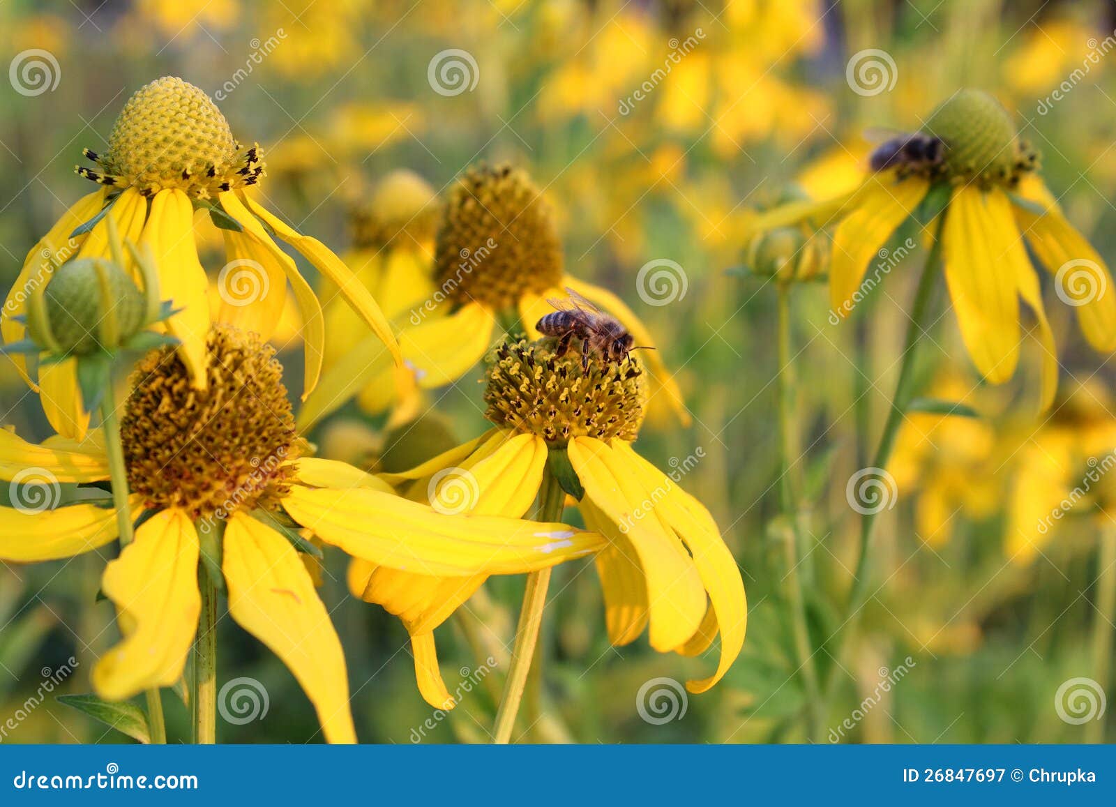 Honey Bees Gathering Nectar on Yellow Flowers Stock Image Image of