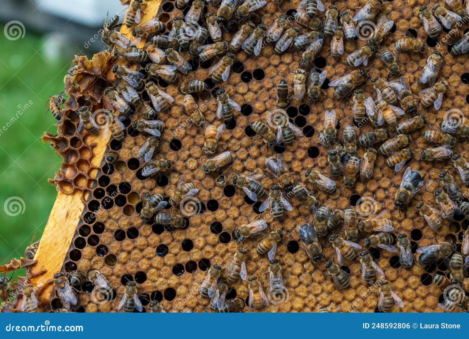 Honey Bees on a Hive Frame in a Beekeeping Yard. Stock Photo Image of