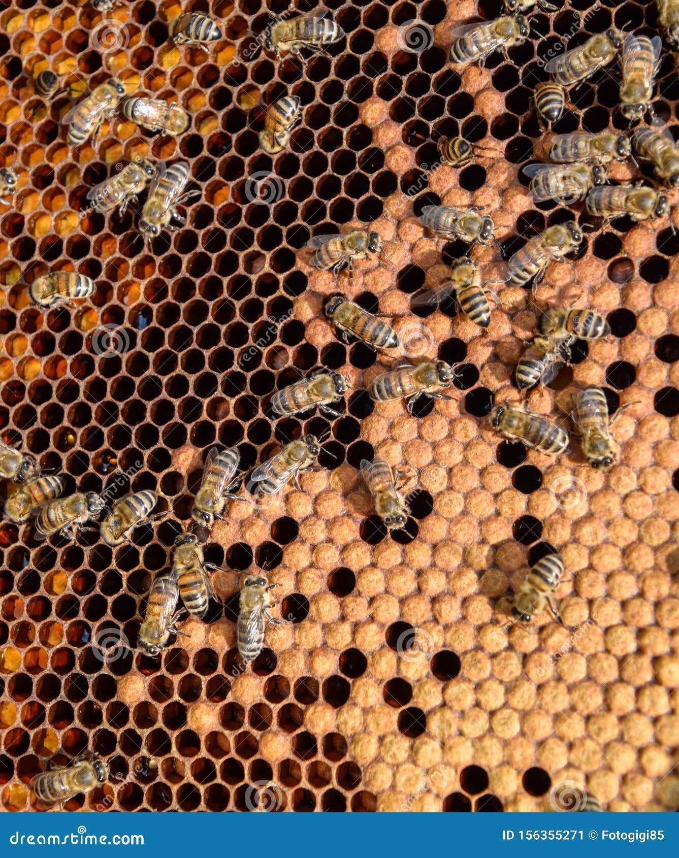 Honey bees on the home stock image. Image of agriculture 156355271