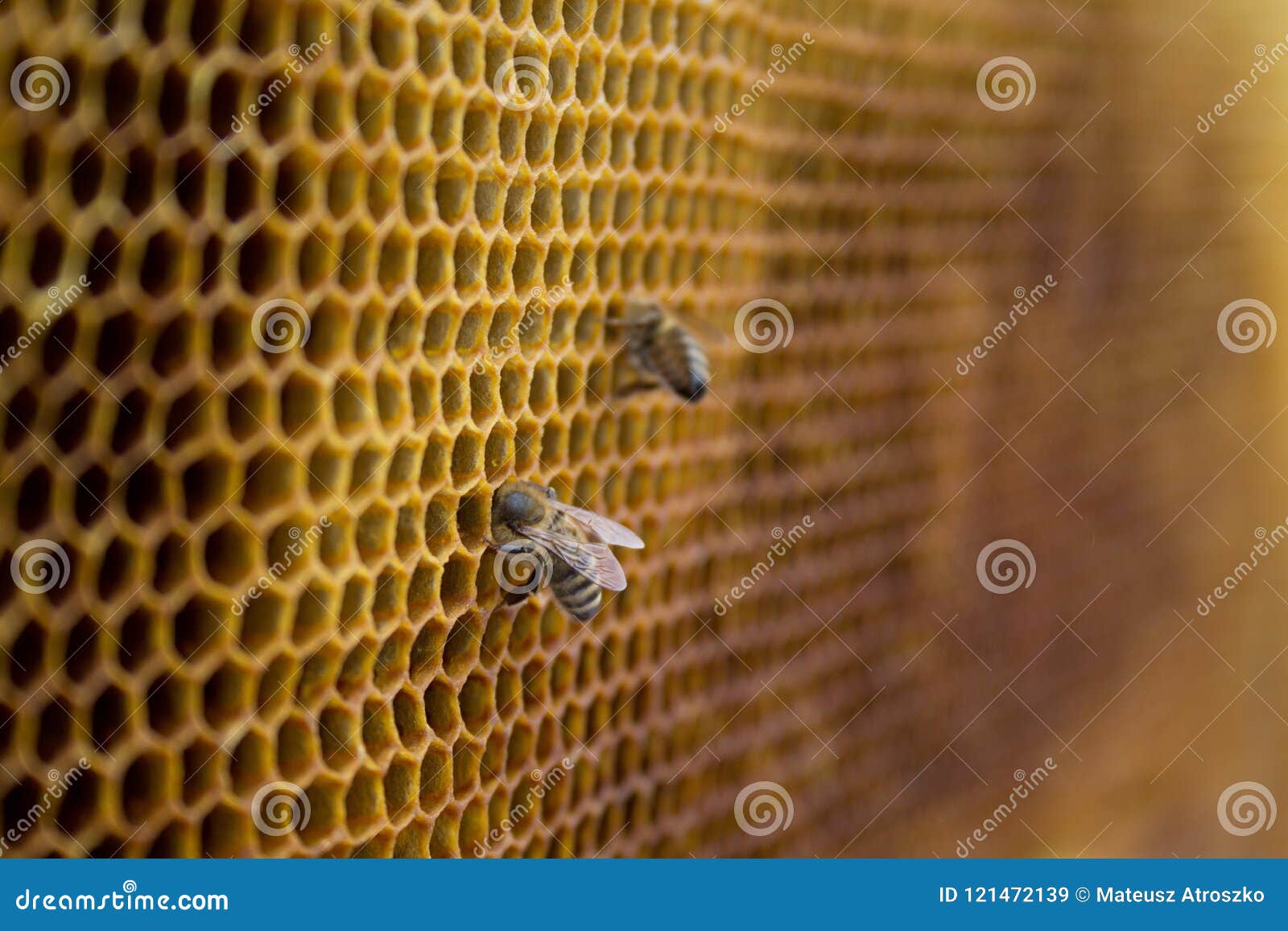 Honey Bees On A Inside Beehive. Hexagonal Wax Structure With