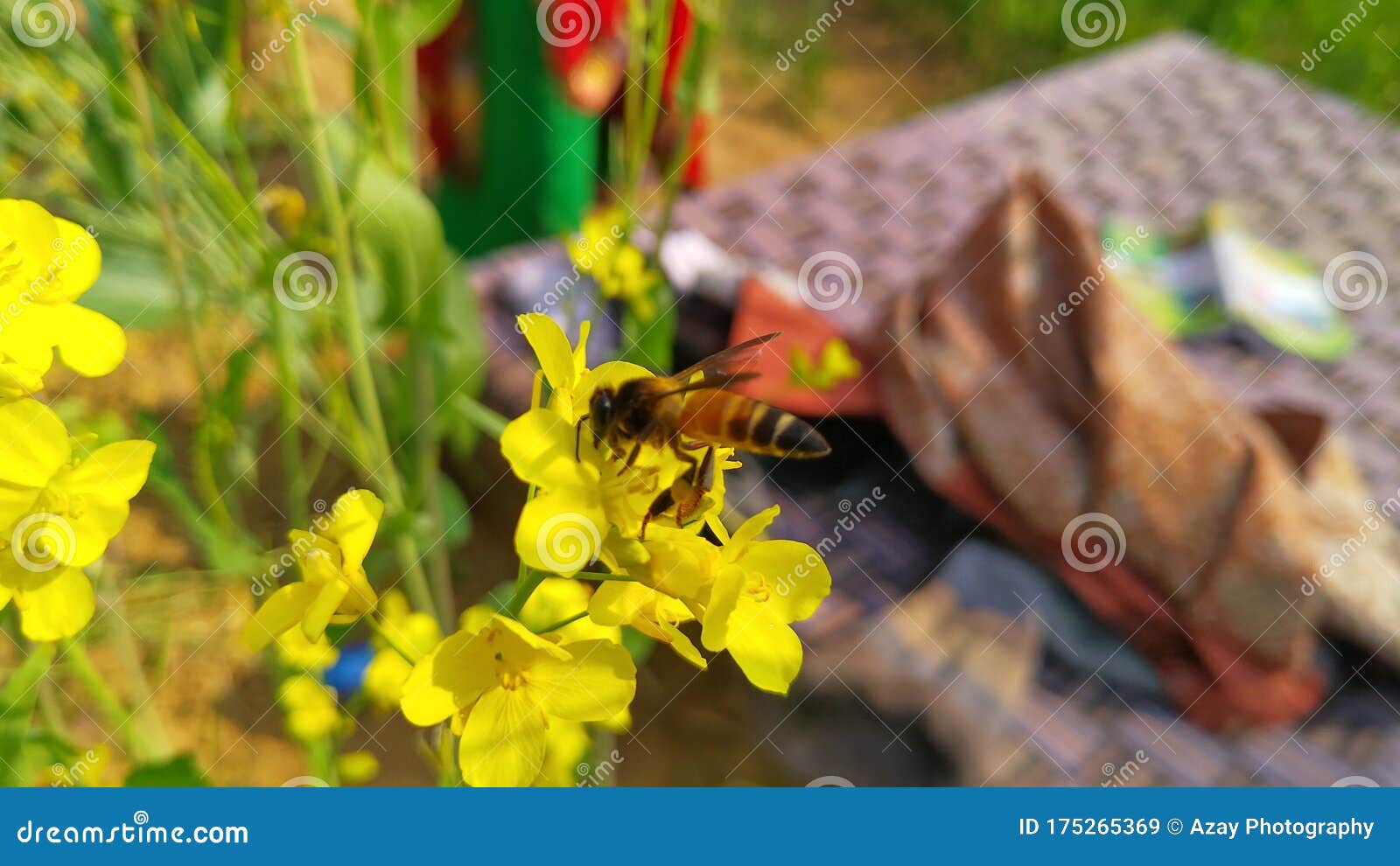 Honey Bees on the Mustard Flowers Field Stock Image Image of