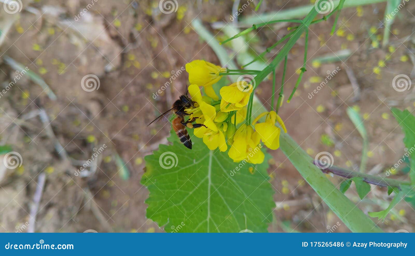 Honey Bees on the Mustard Flowers Field Stock Photo Image of shrub