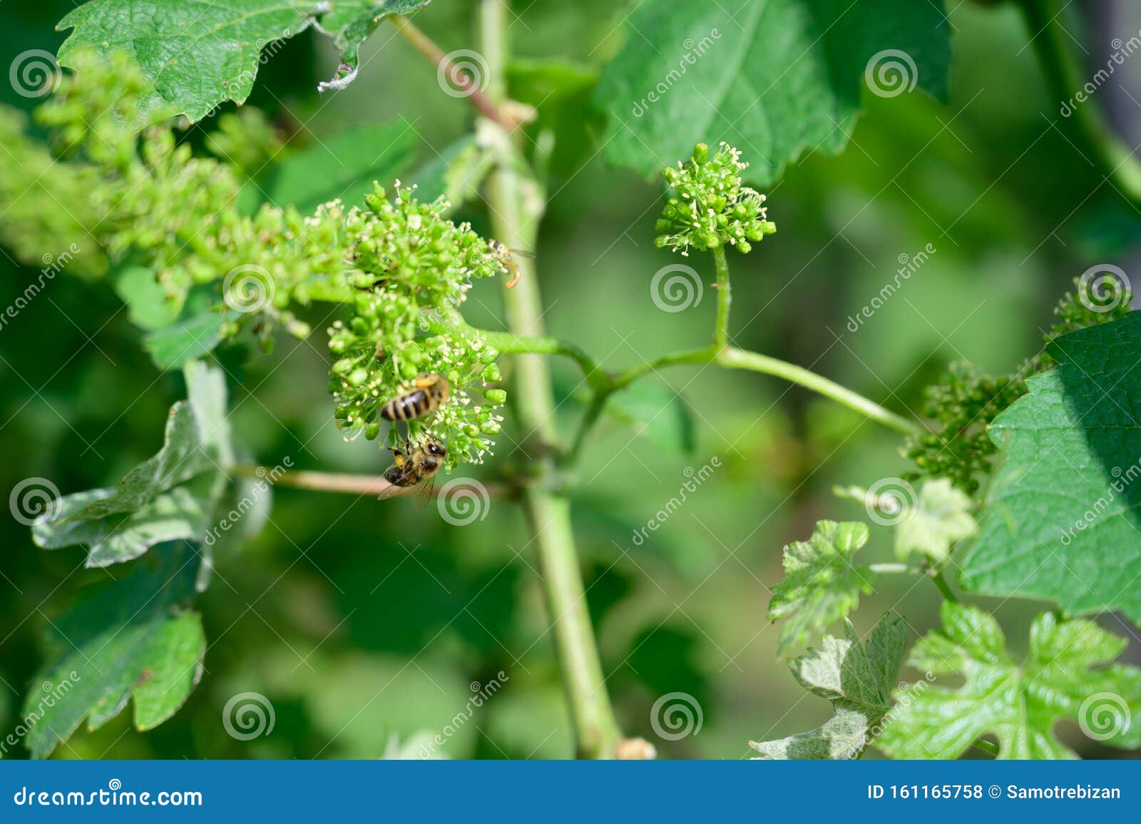 Honey Bees Pollinating Vine Blossom in Vineyard in Early Spring Stock