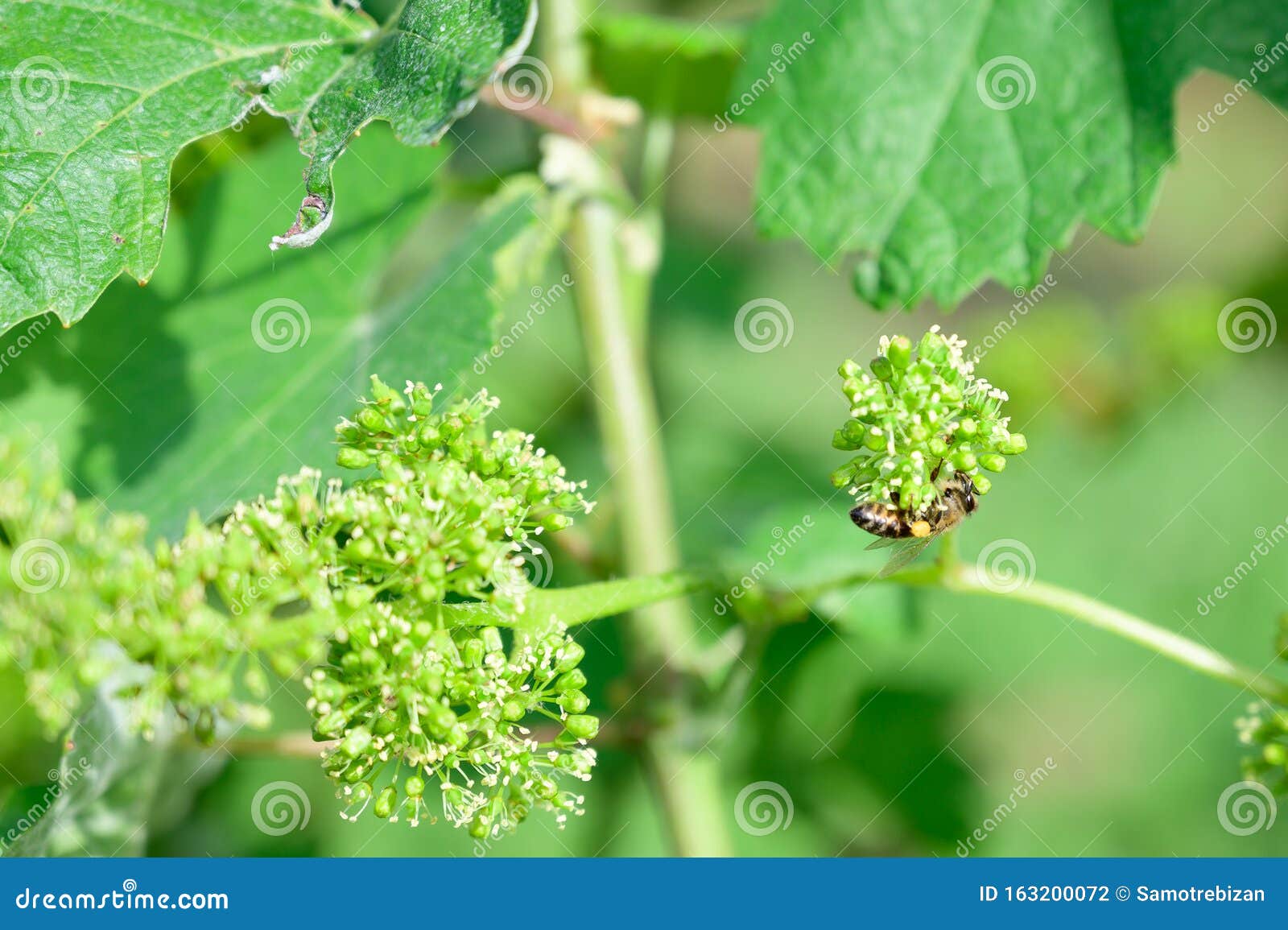 Honey Bees Pollinating Vine Blossom in Vineyard in Early Spring Stock