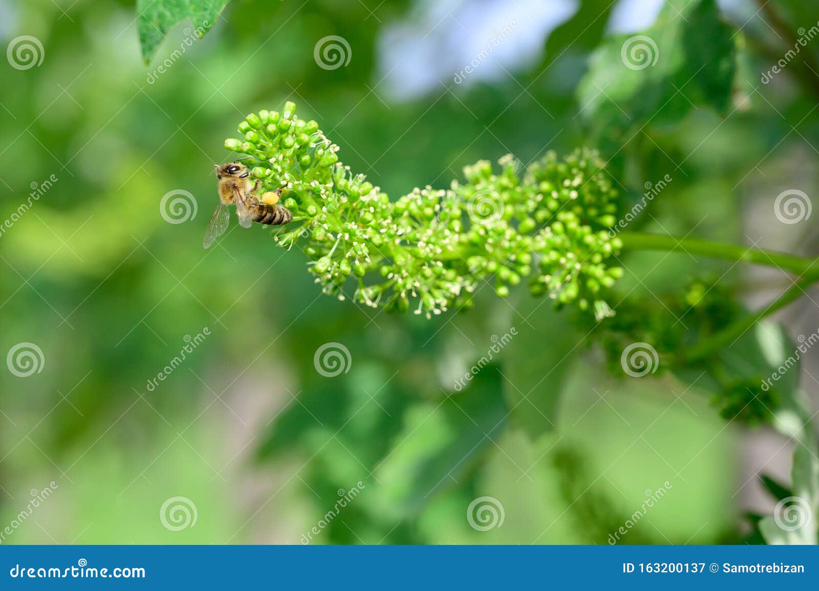 Honey Bees Pollinating Vine Blossom in Vineyard in Early Spring Stock