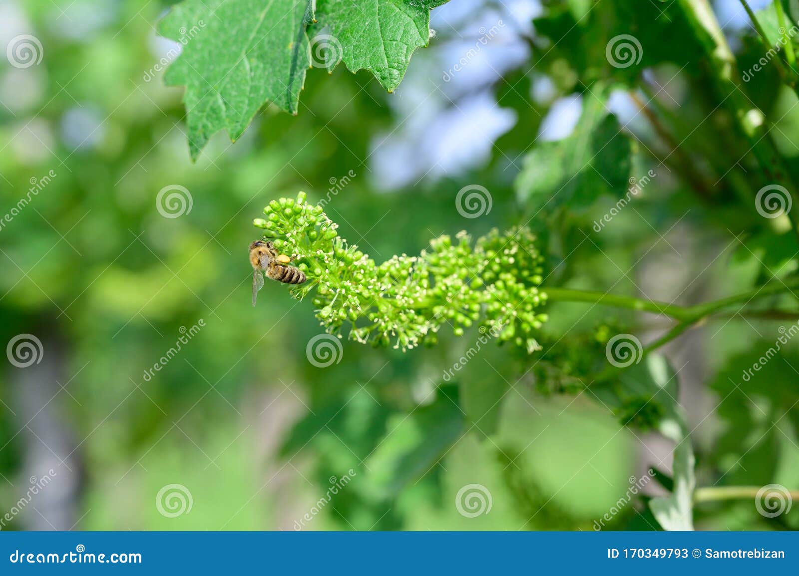 Honey Bees Pollinating Vine Blossom in Vineyard in Early Spring Stock