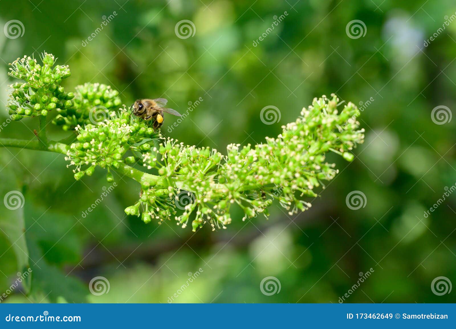 Honey Bees Pollinating Vine Blossom in Vineyard in Early Spring Stock