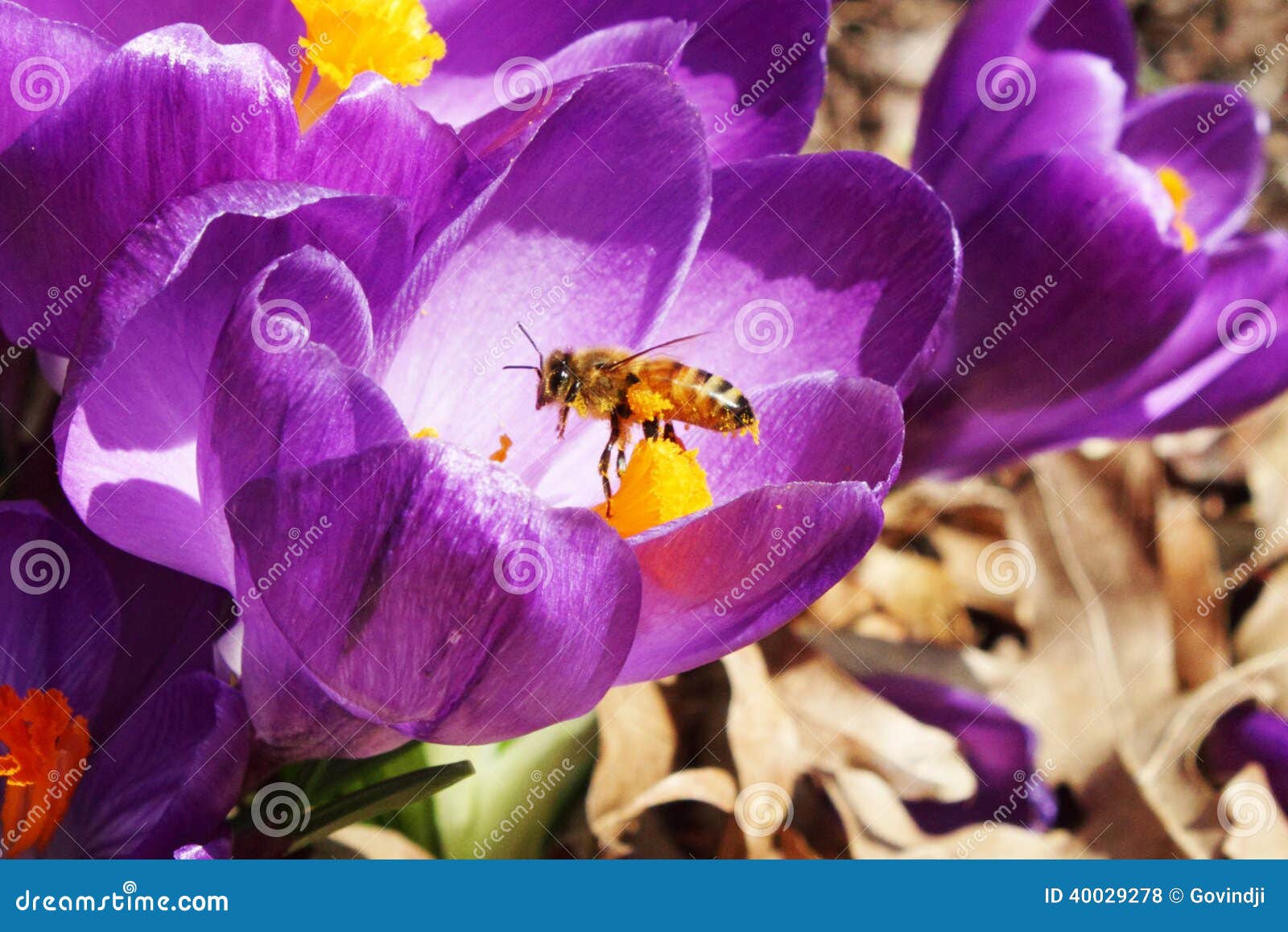 Honey Bees Pollination on Crocus Spring Flower Closeup Stock Photo