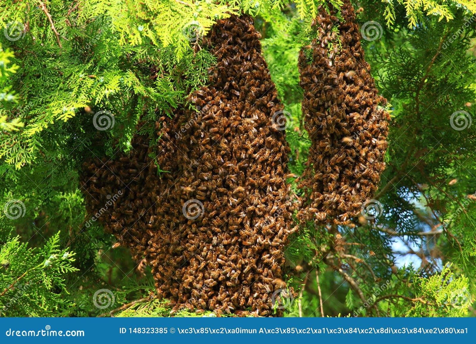 Honey Bees Swarming on Tree Stock Image Image of apiary, countryside 148323385