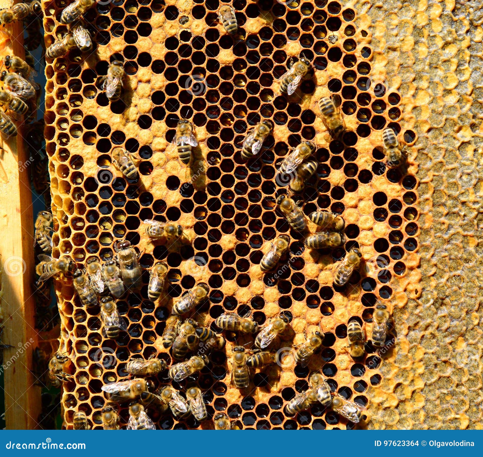 Honey Bees on Wax Combs, Outdoors Stock Photo Image of honey