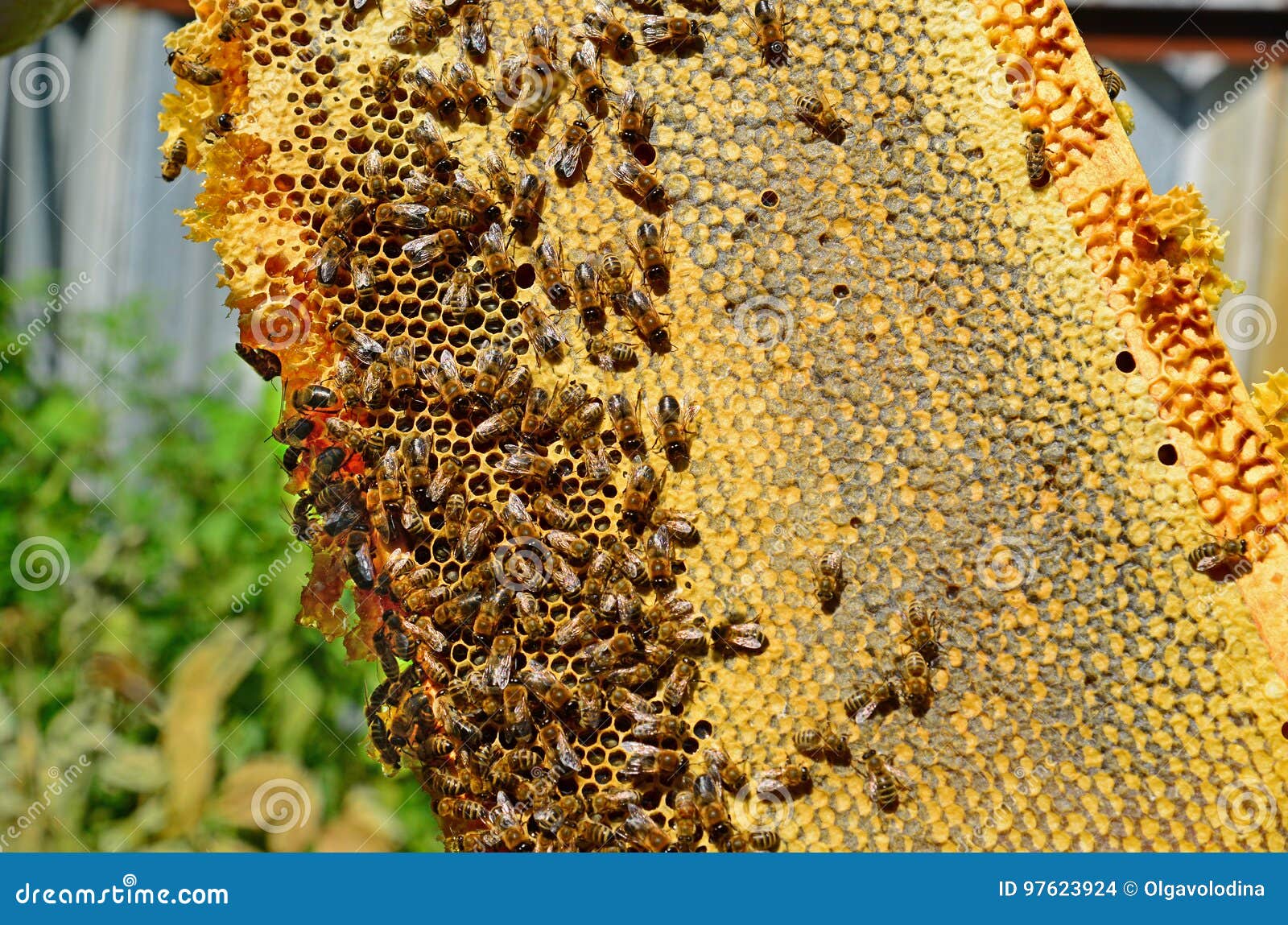 Honey Bees on the Wax Combs, Outdoors Stock Photo Image of dessert