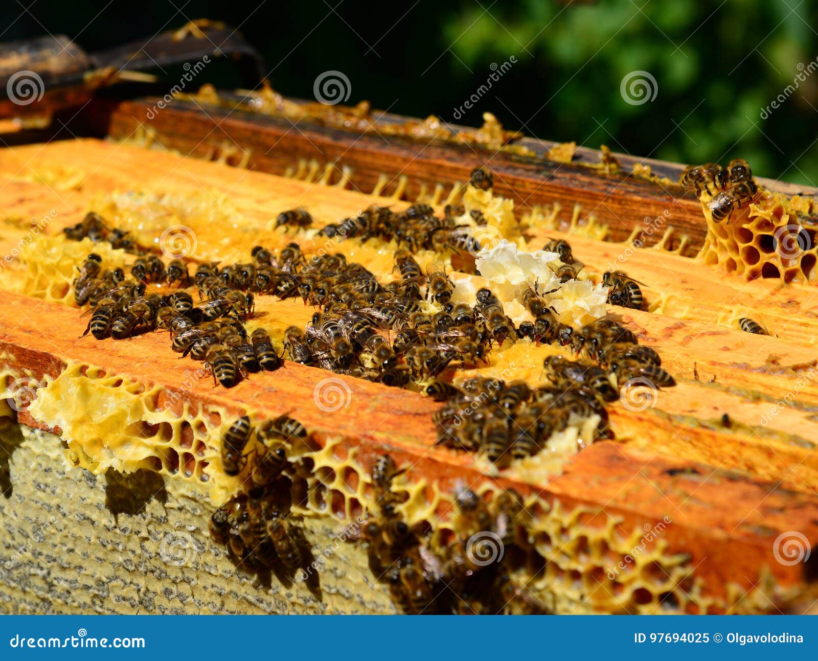 The Honey Bees on Wax Combs, Outdoors Stock Image Image of