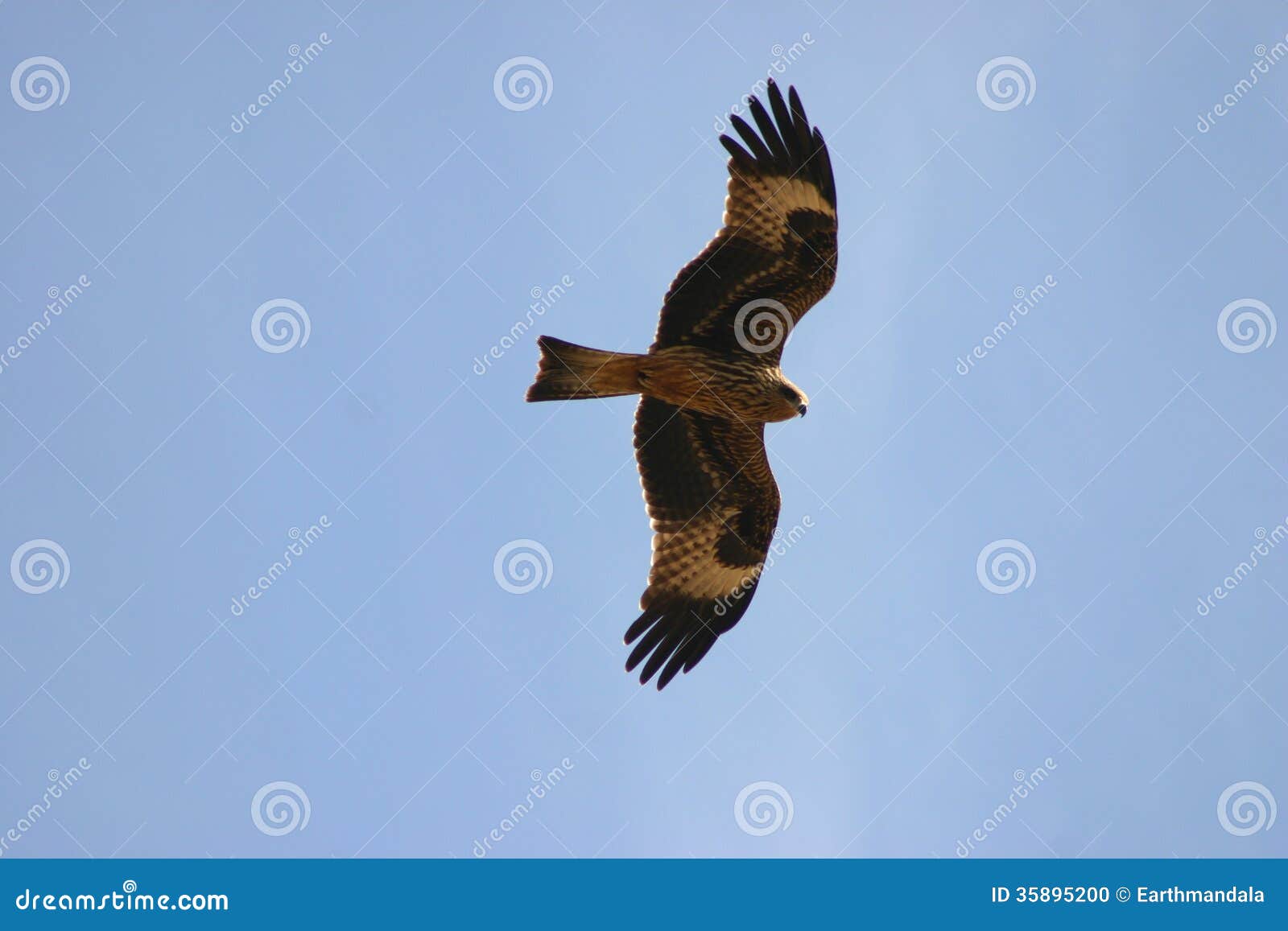 Long distance migrant, the Honey Buzzard can be seen in great numbers over Israel in spring and fall.