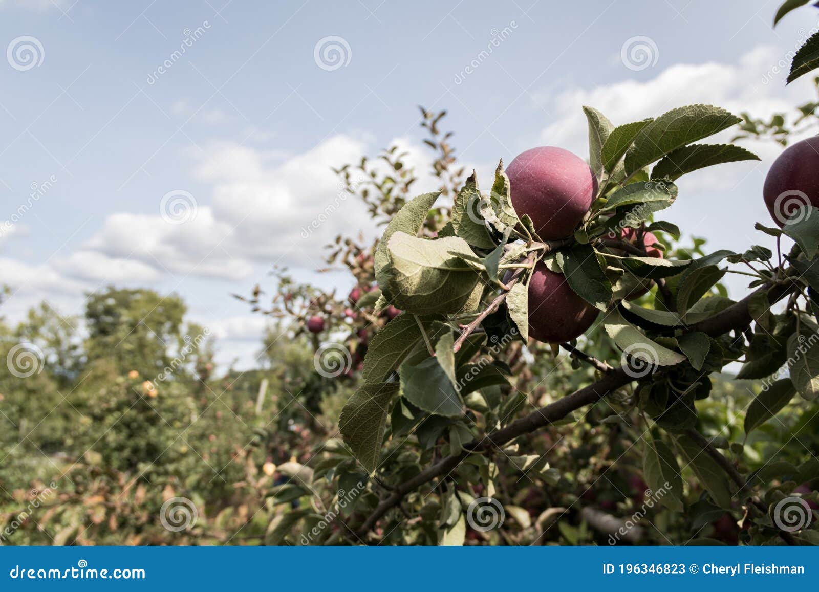 varieties of crisp tart apples varieties of crisp tart apples