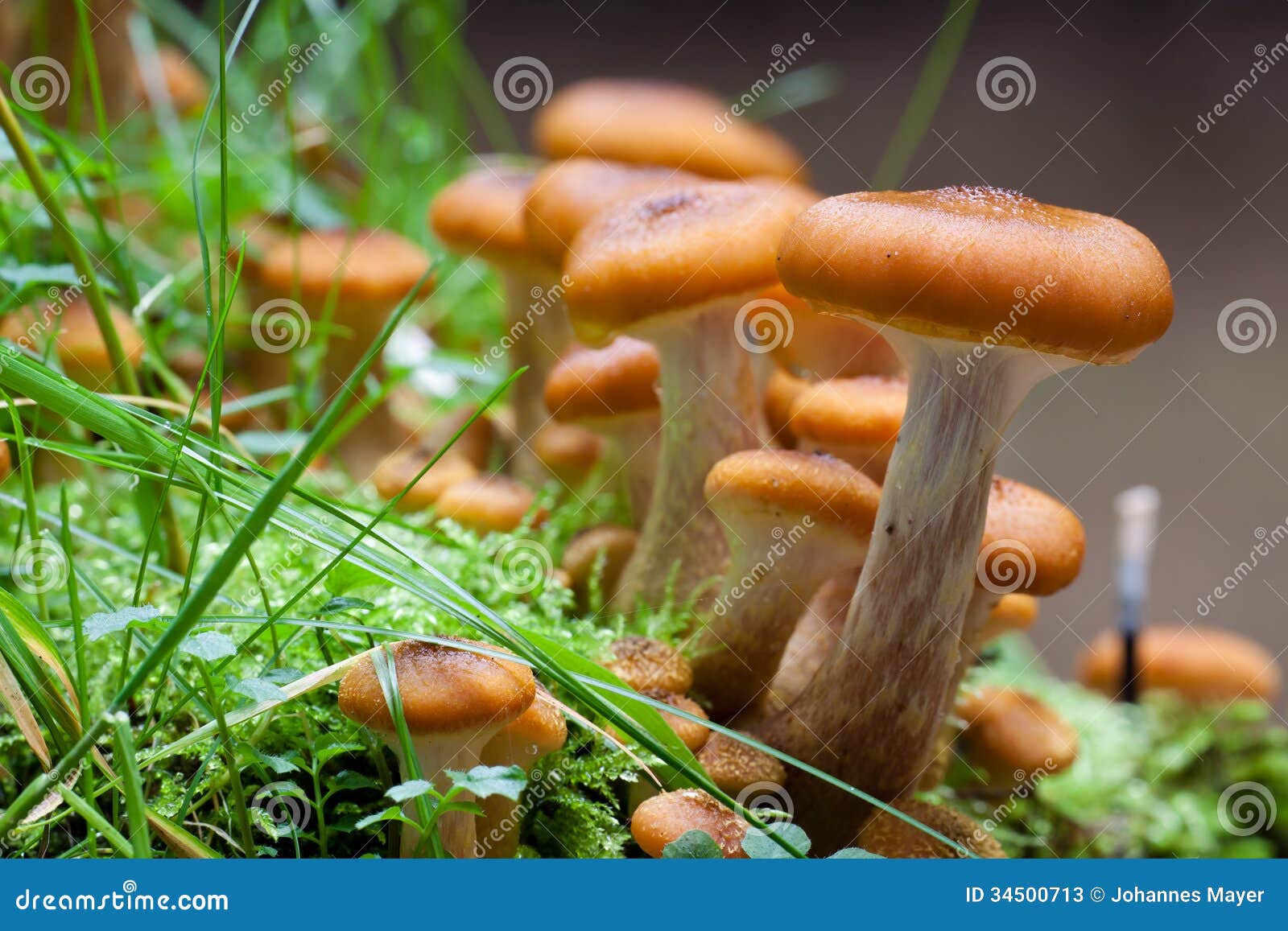 honey fungus