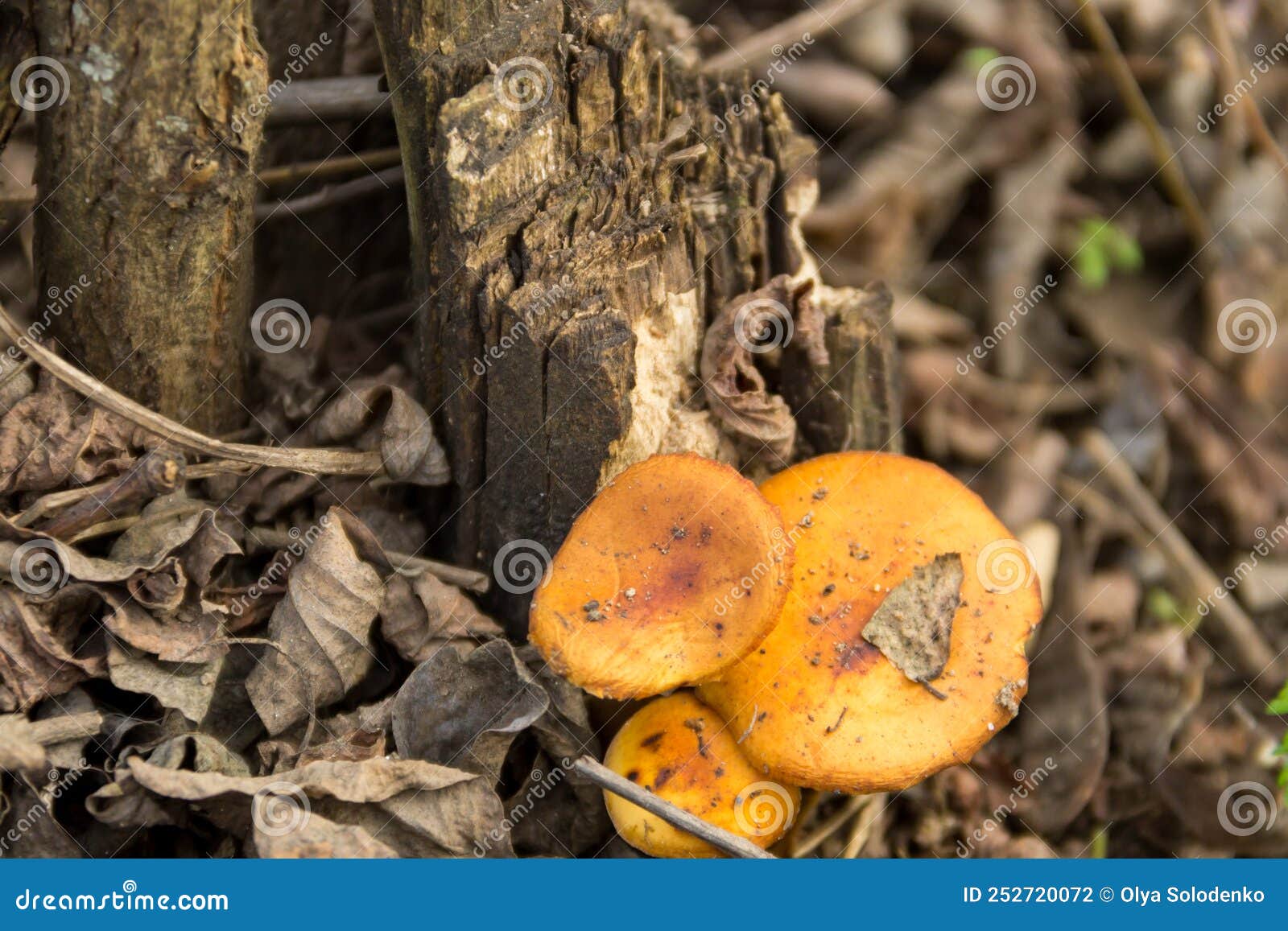 Honey Fungus Growing on a Stump in Forest Stock Photo Image of autumn