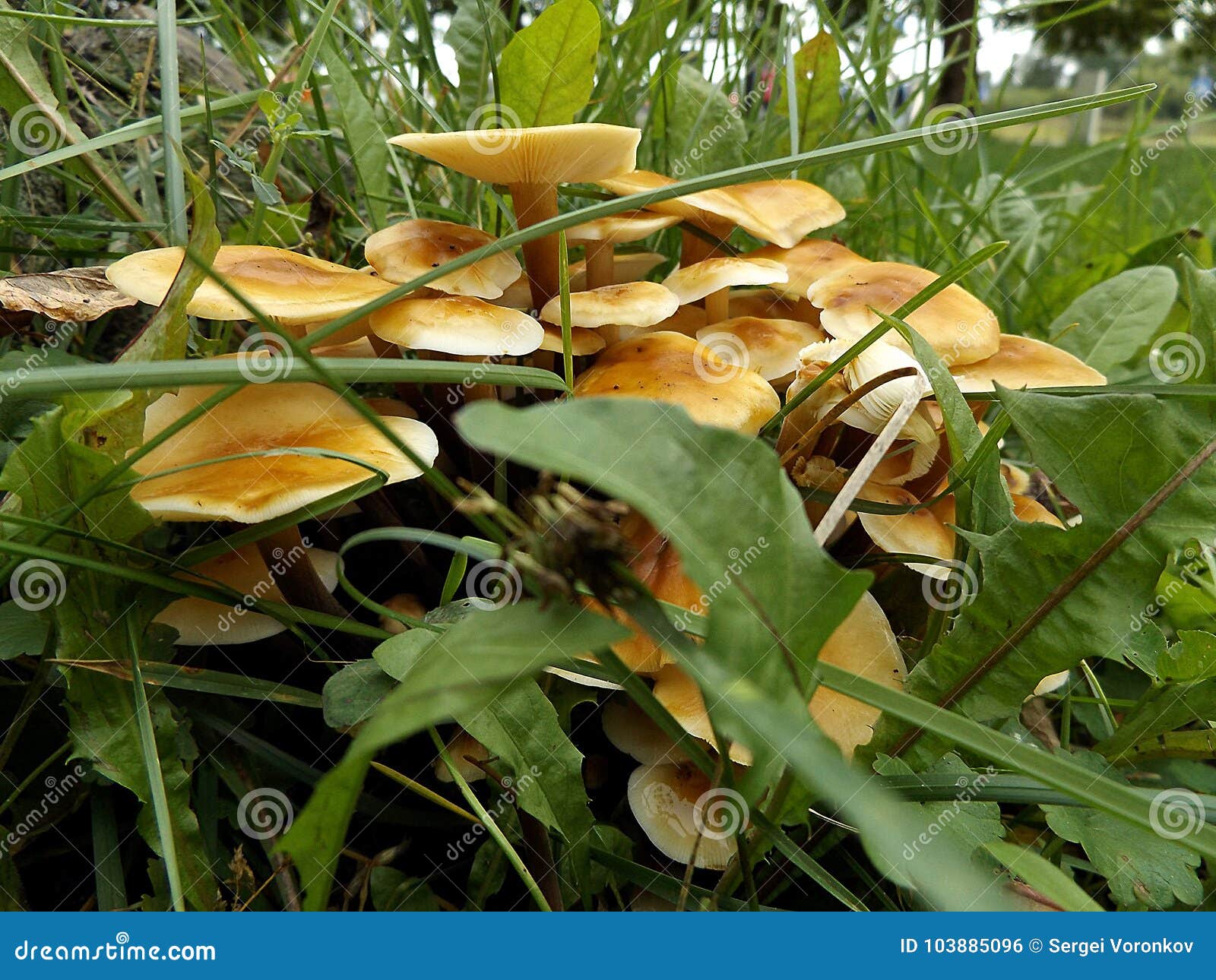 Honey Mushrooms in the Grass Stock Photo Image of armillaria, agaricales 103885096