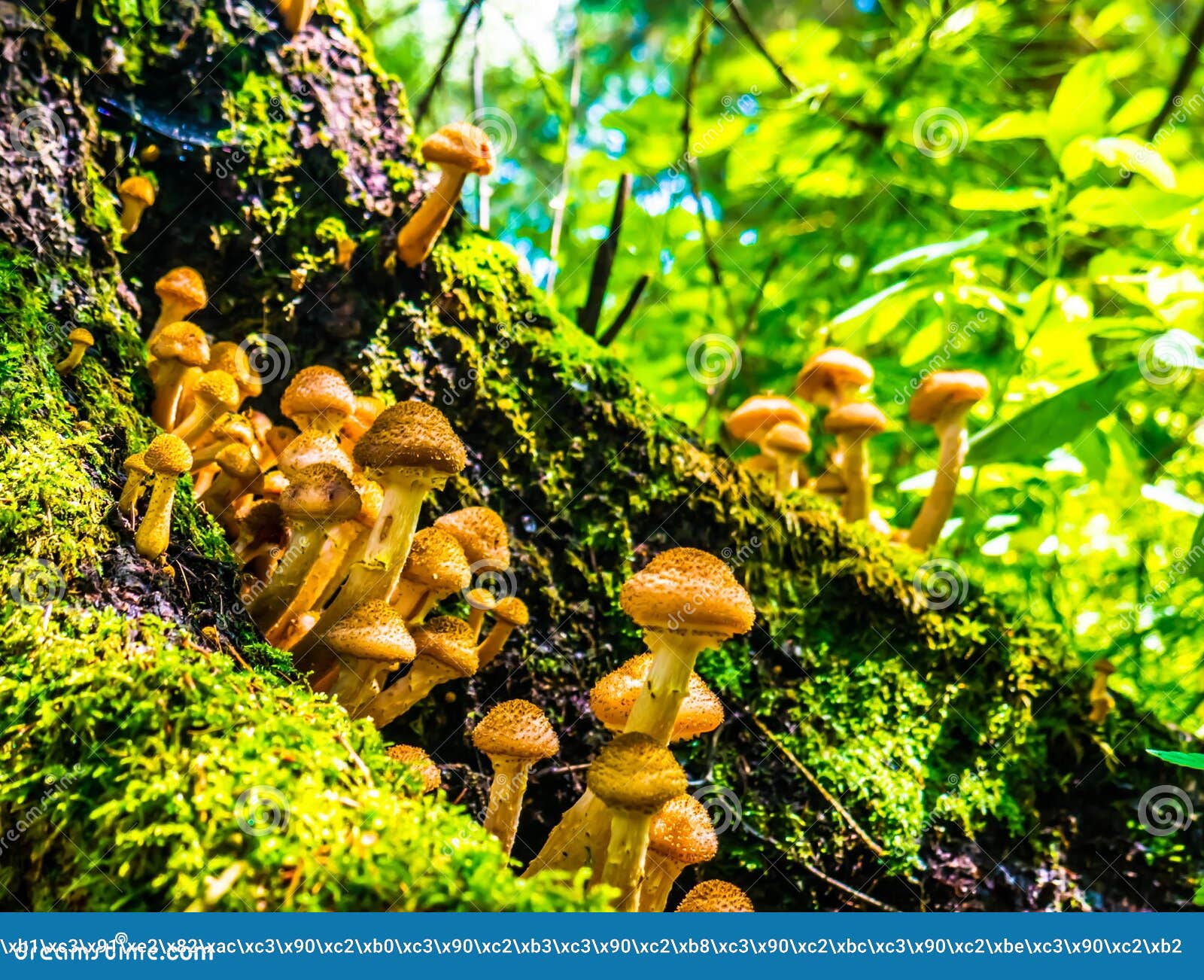 Honey Mushrooms Growing at Tree Color Stock Image Image of armillaria