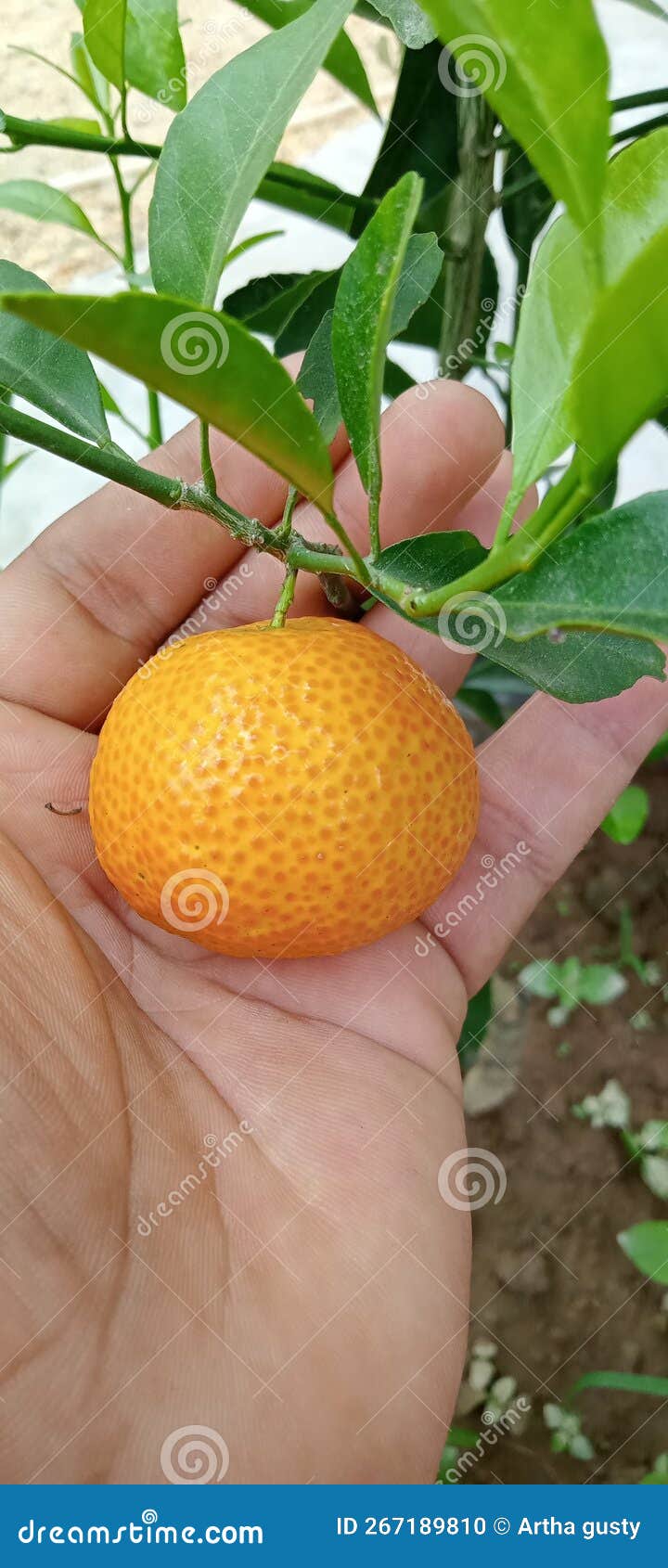 honey santang oranges are seedless