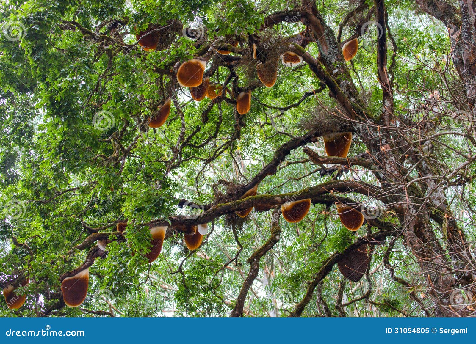Honey tree stock image. Image of group, nest, crowded