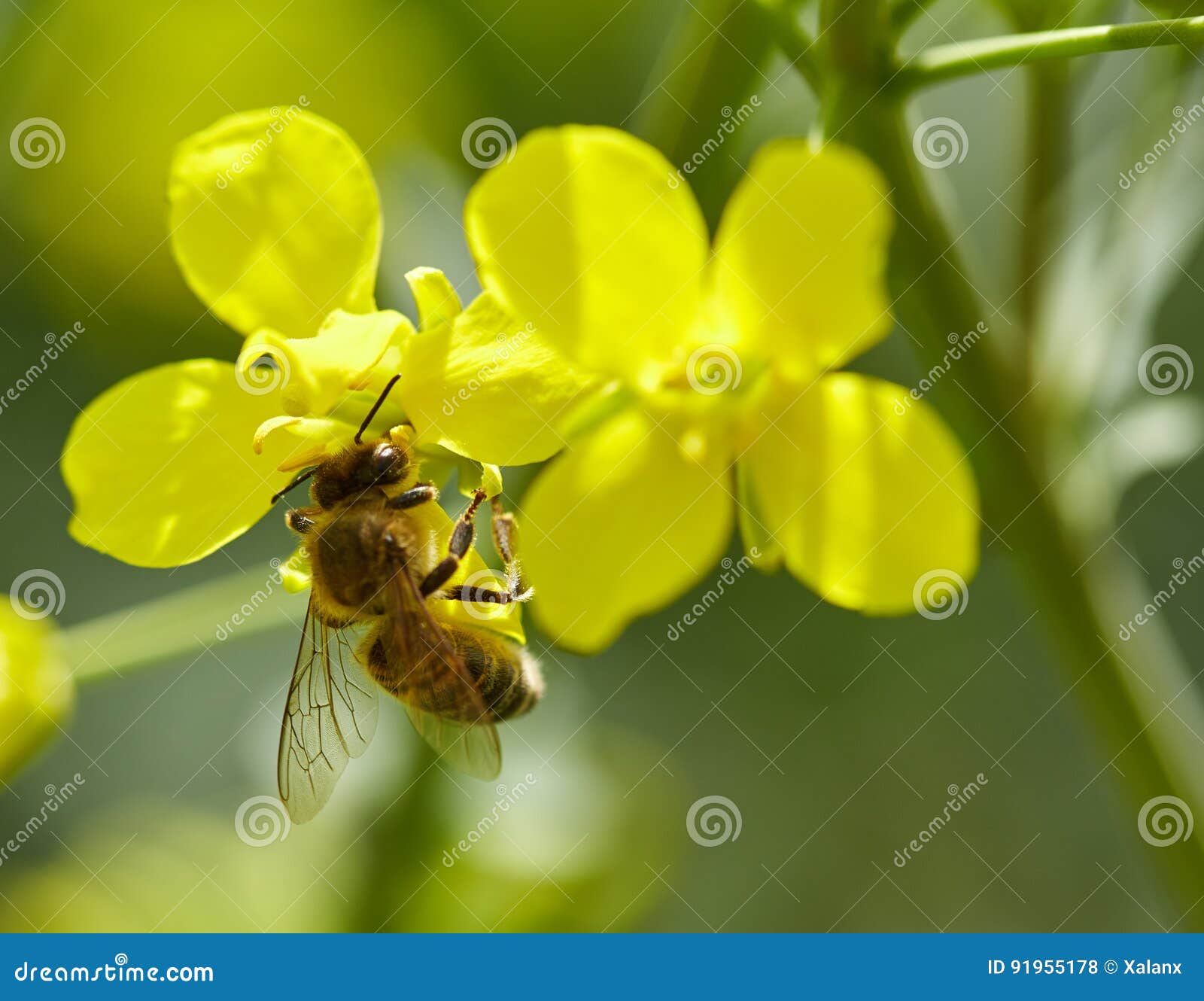 Honeybee on a Canola Flower Stock Photo Image of canola, entomology
