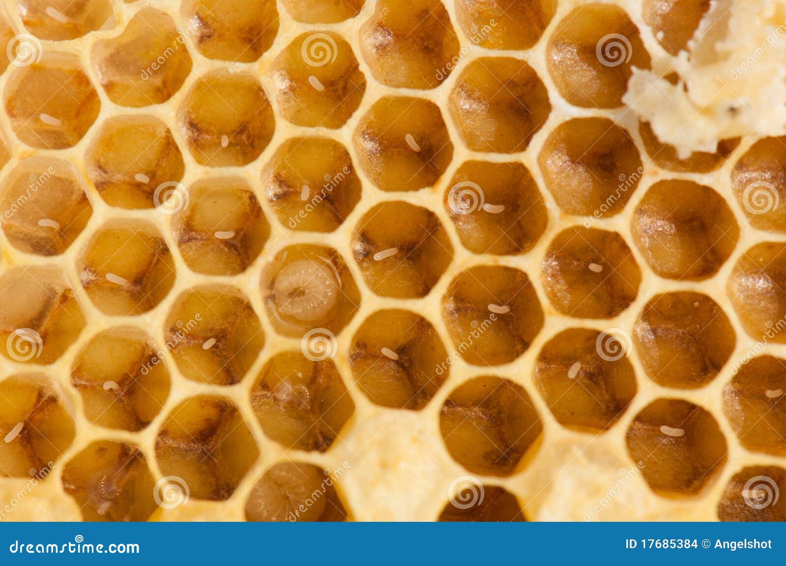 Honeybee eggs stock photo. Image of farm, eggs, hive 17685384
