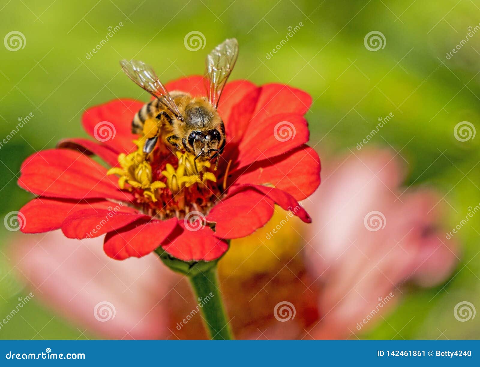 A HoneyBee Feeding on a Pink Zinnia. Stock Image Image of closeup, nature 142461861