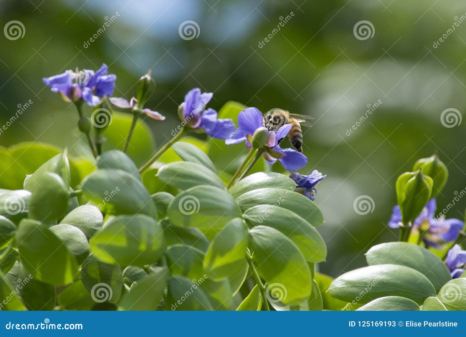 honeybee gathering pollen from the purple flowers of a lignum vitae tree