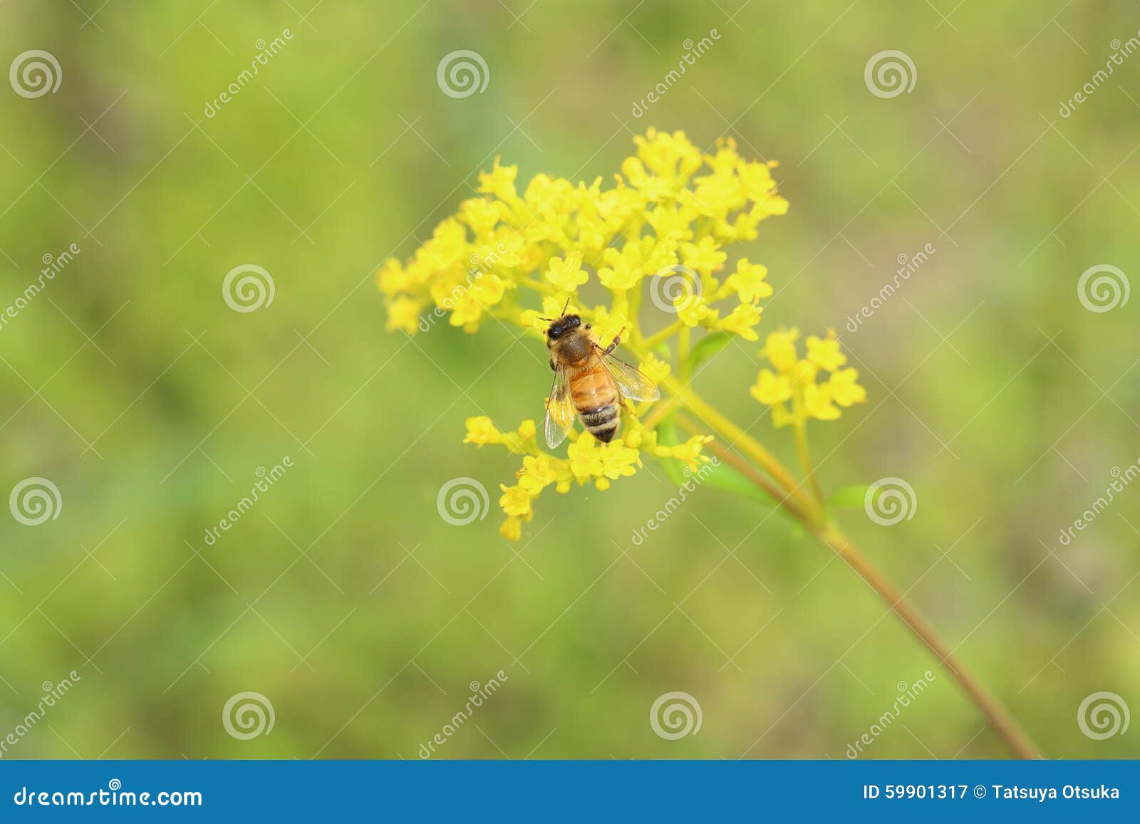 Honeybee on Golden Lace stock image. Image of honeybee 59901317