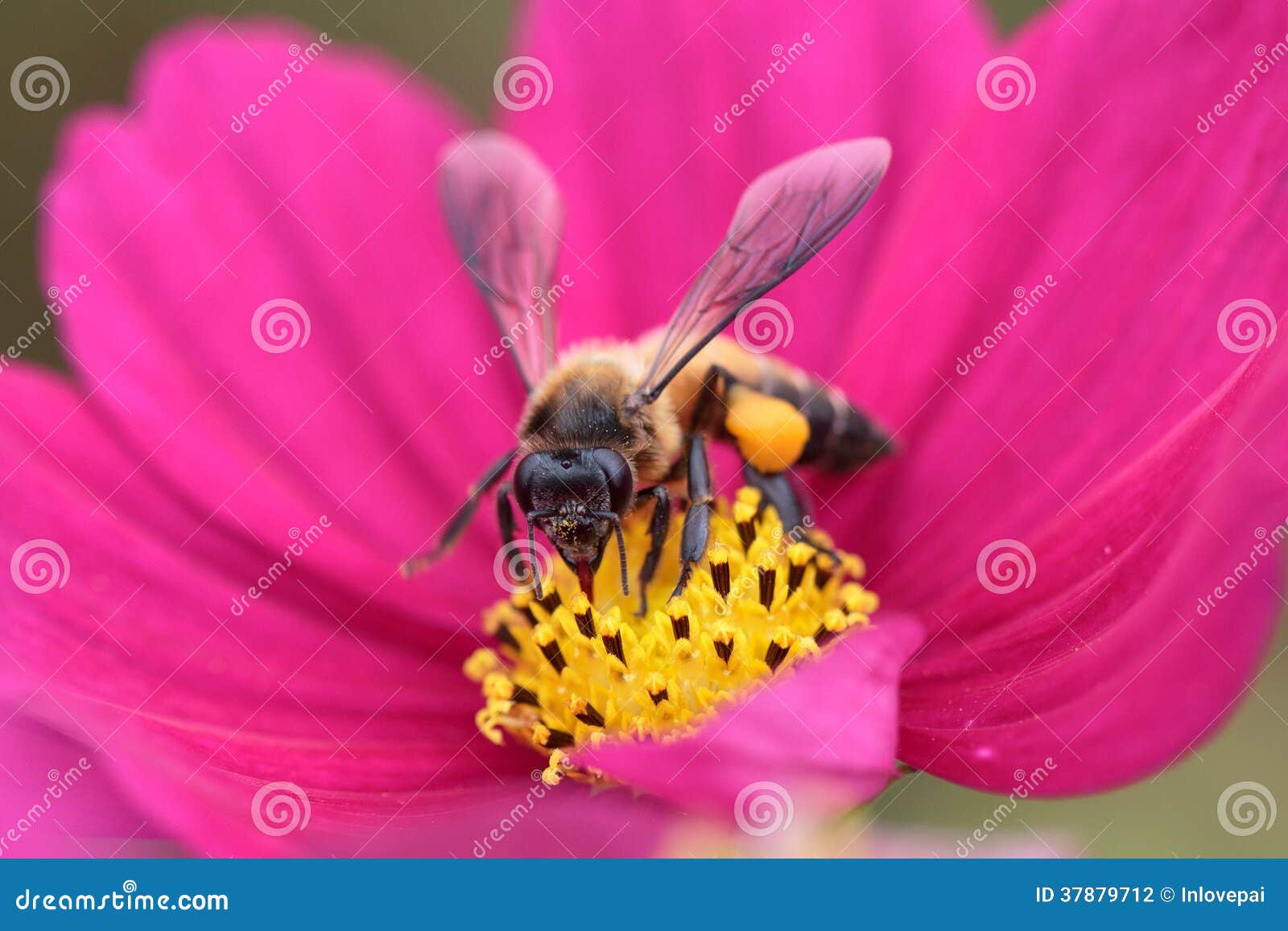 968 Fly Pollinated Flower Stock Photos Free & RoyaltyFree Stock
