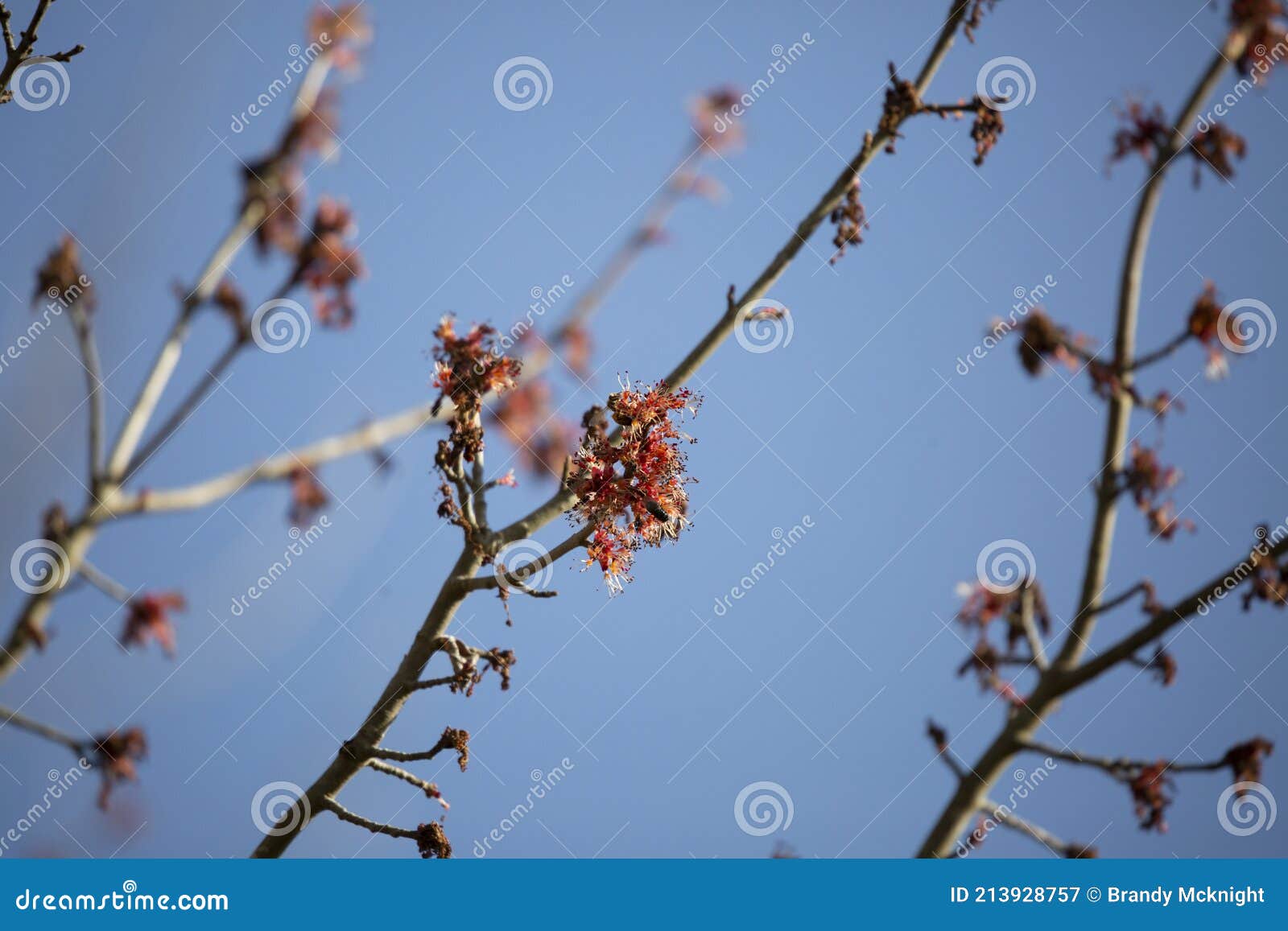 honeybee pollination