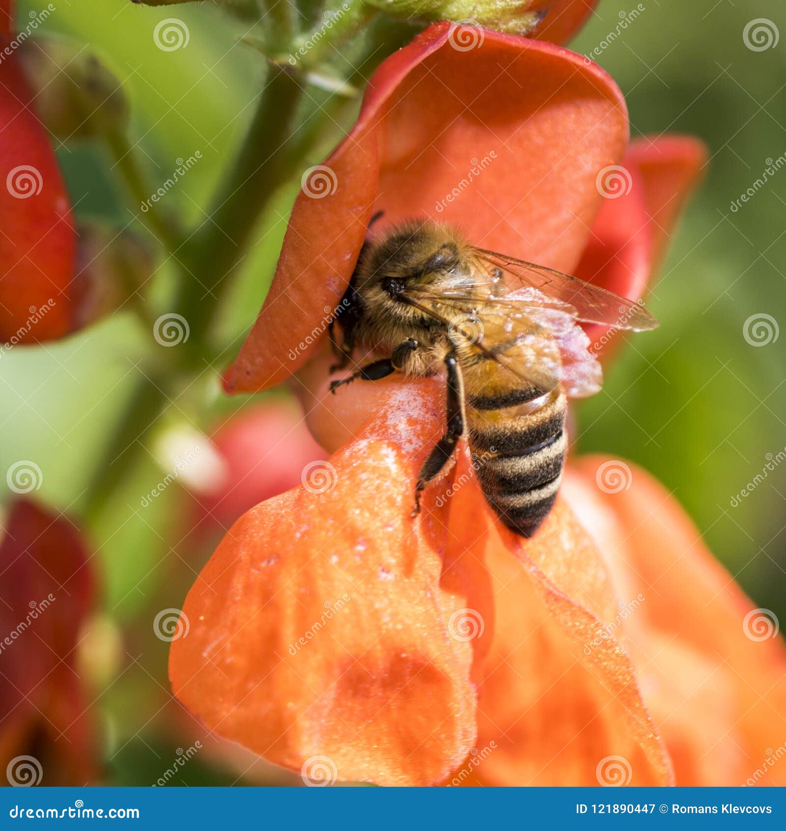 Honeybee på röd blomma solig dagsommar Storen specificerar!