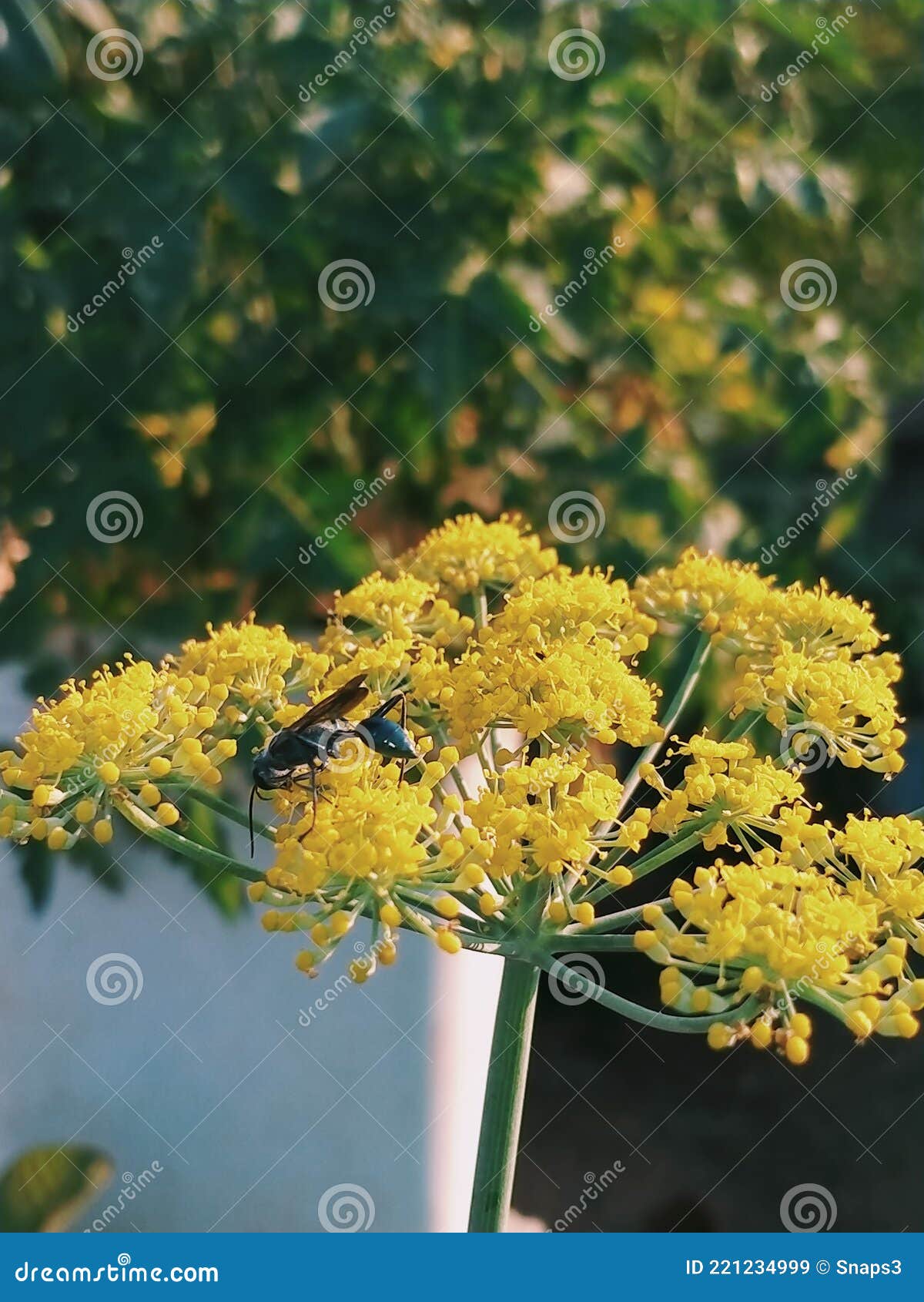 Honeybees on Fennel Flower. Stock Image Image of honeybees, autumn