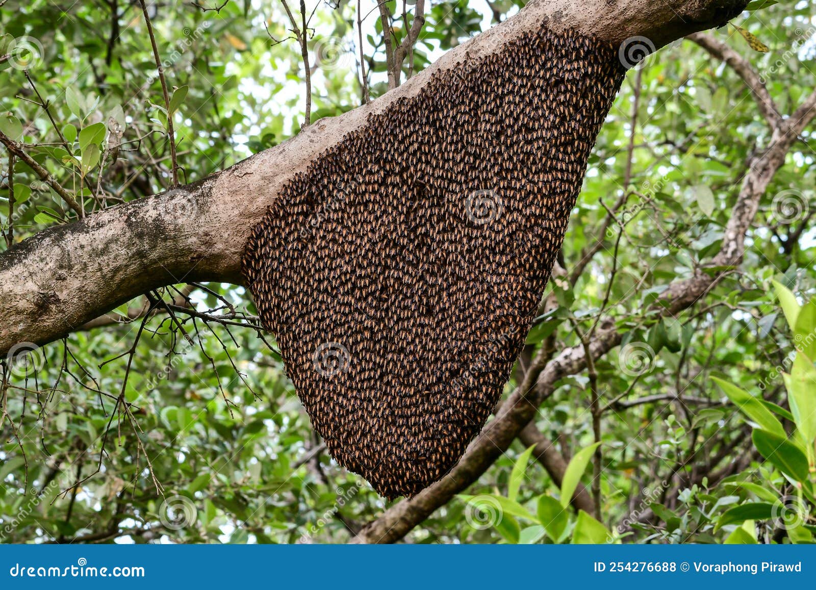 with Bee Colony Hanging on the Branch of Tree Stock Photo