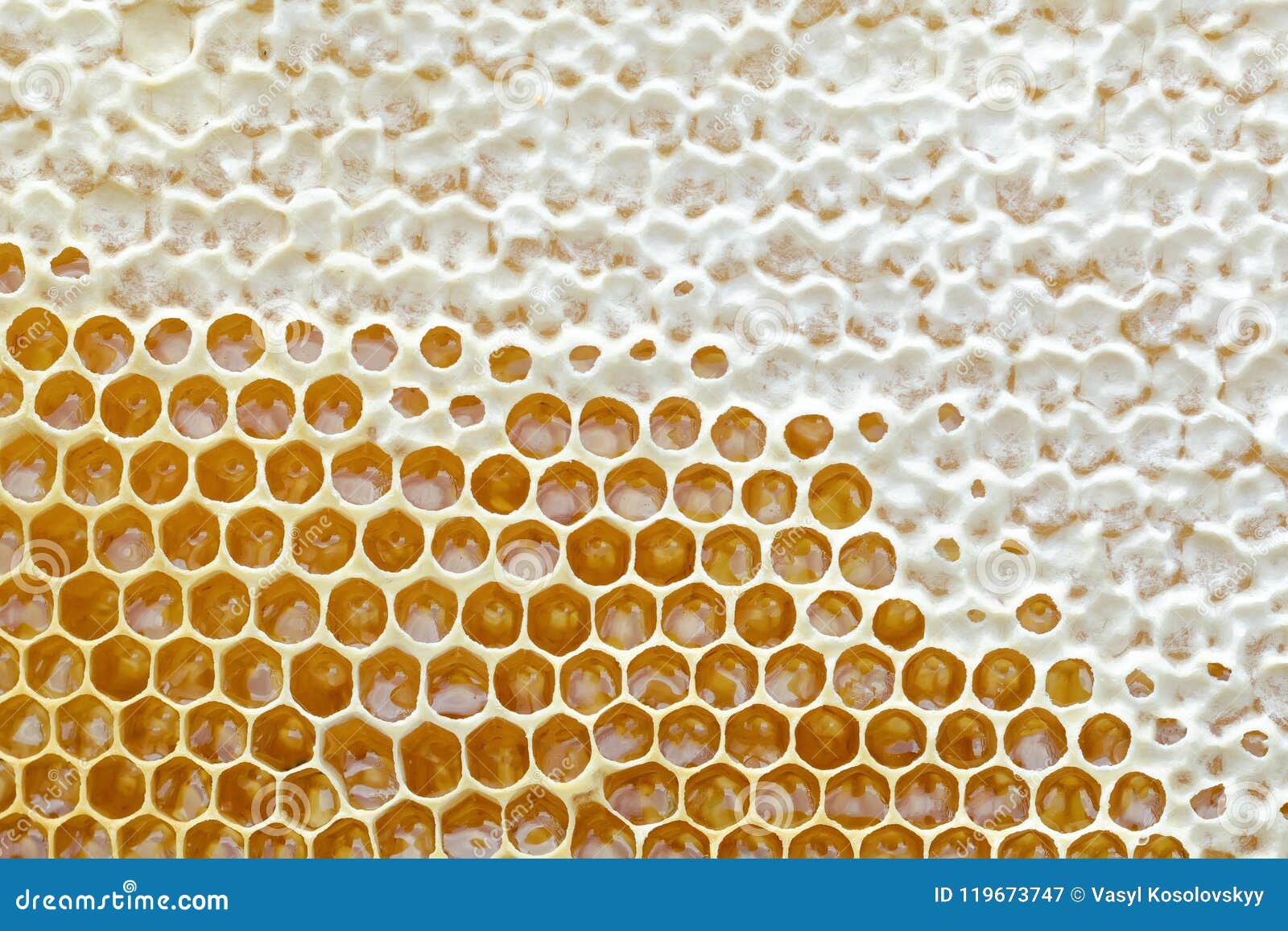 honeycomb from a bee hive filled with golden honey in a full frame view. background texture.