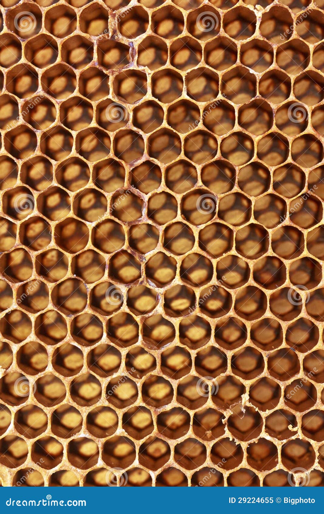 Cells Closeup with Honey Stock Image Image of close, amber