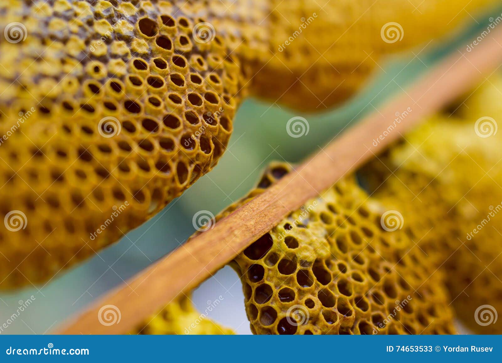 cells closeup stock image. Image of backgrounds 74653533