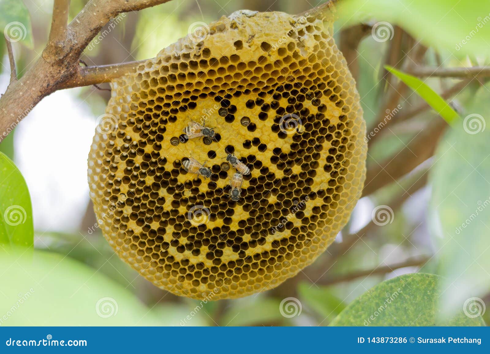 honeycomb empty or desert on tree and some bees
