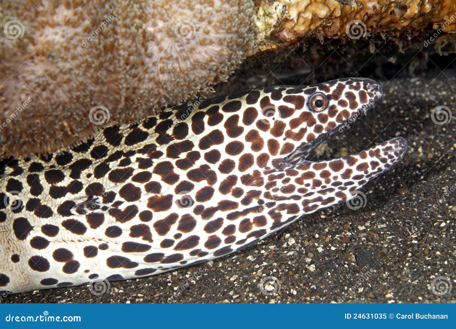 Moray Eel stock image. Image of teeth, moray 24631035